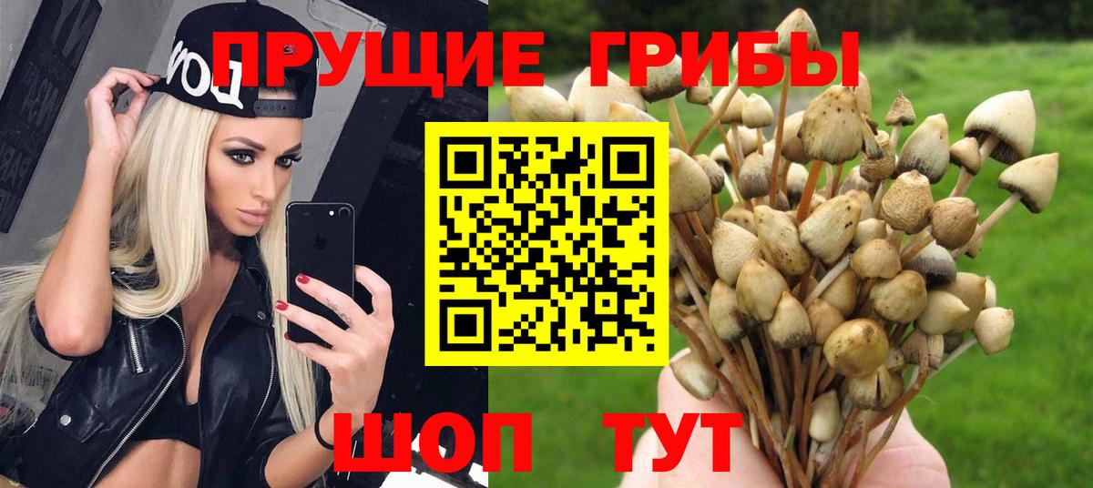 Псилоцибиновые грибы Psilocybe  Псилоцибиновые грибы MAGIC MUSHROOMS  Зеленогорск  Вход с VPN 